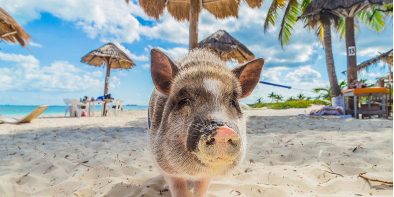 Exuma bahamas pig beach